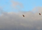 Monniksgier (cinereous vulture) Aegypius monachus - Ihk Gazriin Chuluu 24-08-2016 (2)